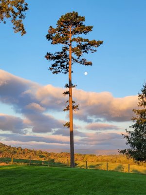 Backyard-Fall-moon.jpg