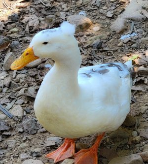 White Duck.jpg