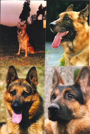 4-K9's.jpg