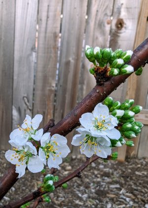 A49AA5AC-9E91-447D-9AD3-96CEAC6813E6.jpg