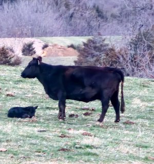Calf-BackyardMar2023.jpg
