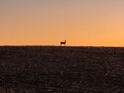 Deer on hill2022.jpg