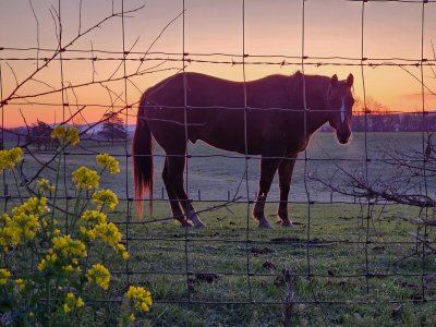Horse-Apr-2023-CR-Rd.jpg