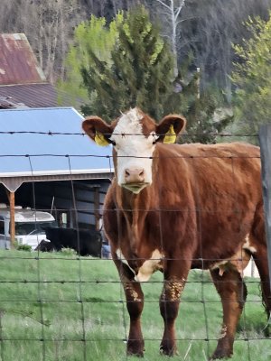 Brown Cow.jpg