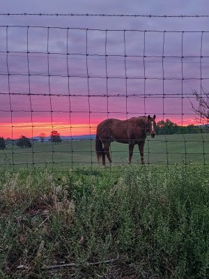 Sunrise-Horse-May2023.jpg