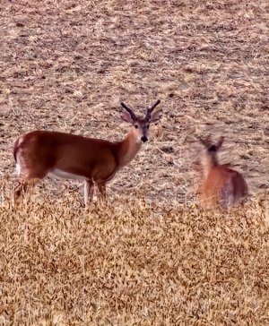 Deer-Terry's field.jpg