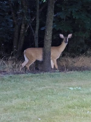 Deer-tree.jpg