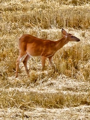 Deer-Terry's-200 yards.jpg