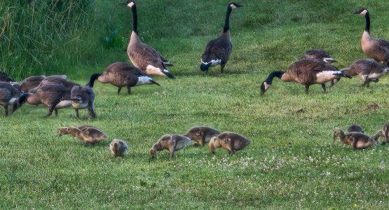 Baudette Geese-2023.jpg