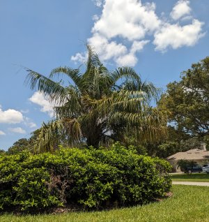 PXL_20230702_182041753.jpg
