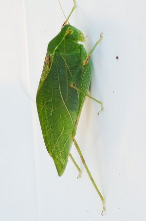 Grasshopper-2023.jpg