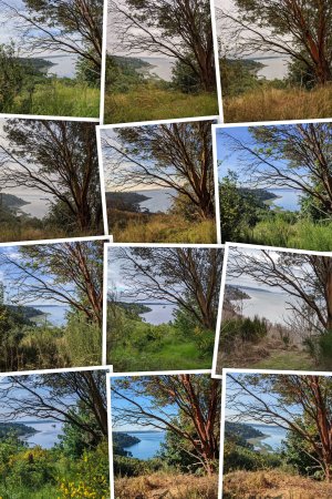 IMG_20200602_081411-COLLAGE.jpg