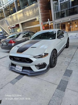 MUSTANG.jpg
