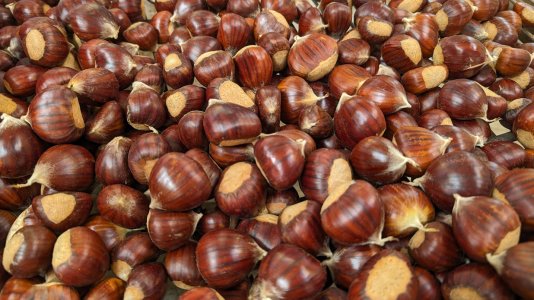 Marroni20231017.jpg