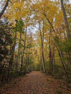 LR Trail 2.jpg