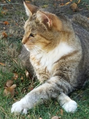 Sheba our Tiger.jpg
