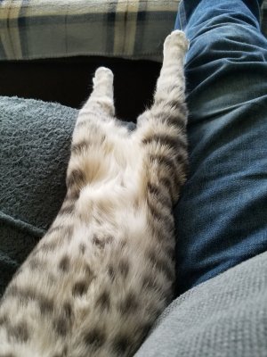 Josie Snuggle3 at6mos.jpg