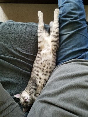 Josie Snuggle1 at6mos.jpg