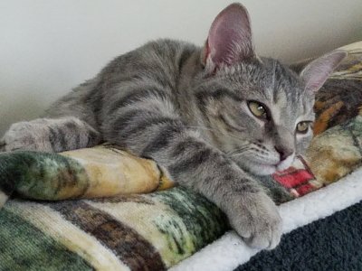 Josie sofa1 at4mos.jpg