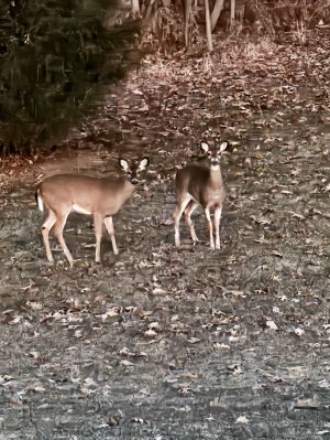 Two-deer-Nov2023.jpg