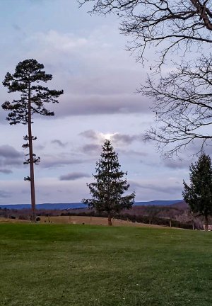 Moon on Backyard Tree.jpg