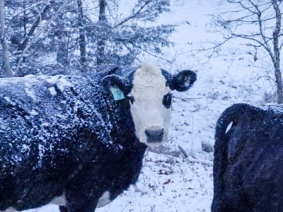 Cow-1-2024.jpg