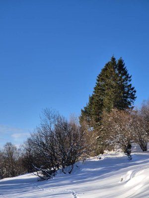 24552383.jpg