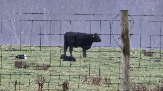Mar2024 New calves.jpg