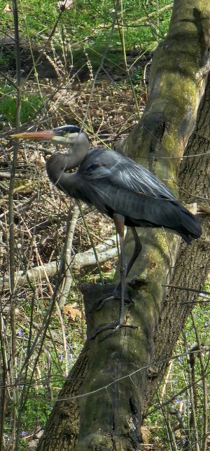 BlueHeron4-13-24-1.jpg
