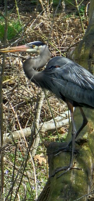 BlueHeron4-13-24-2.jpg