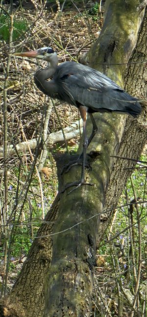 BlueHeron4-13-24-4.jpg