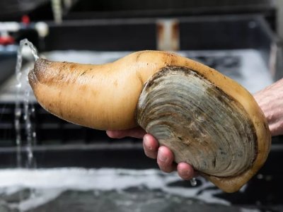 geoduck.jpg