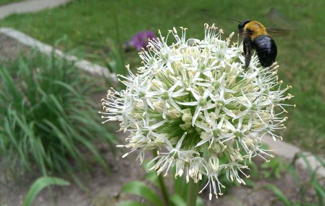 WHITEBEE.jpg