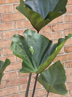 TreeFrog1.jpg