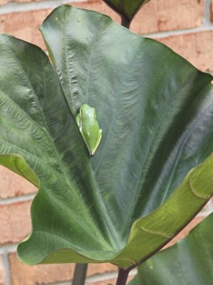 TreeFrog2.jpg