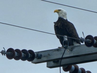 Eagle on Pole.jpg