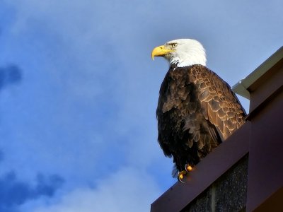 Eagle on Amp.jpg