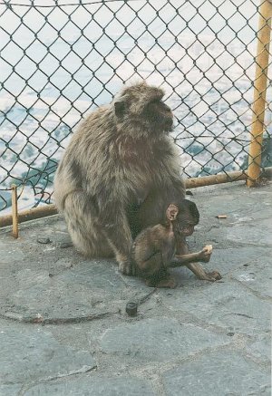 barbaryapes1.jpg