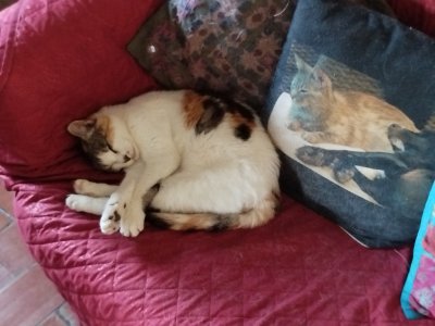 lucy.jpg