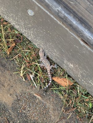 lil lizard.jpg