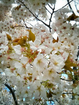 CM130428-143517_1.jpg