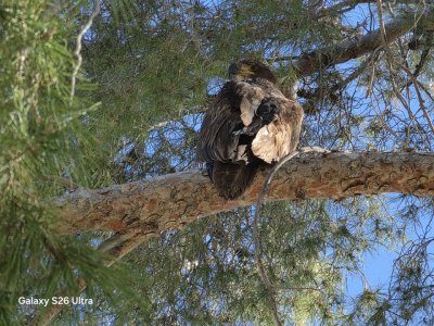 Immature Eagle.jpg