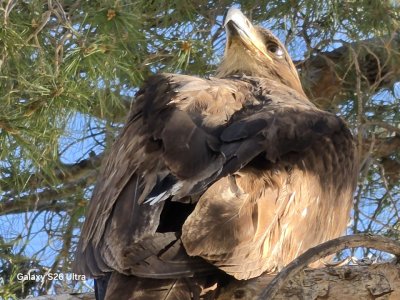 Immature Eagle Closeup.jpg