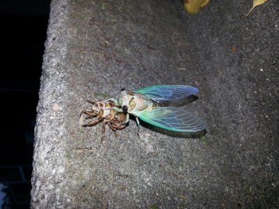 IMG_20130710_055652.jpg
