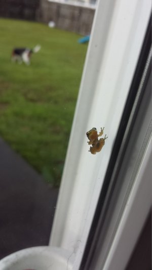 FROG.jpg