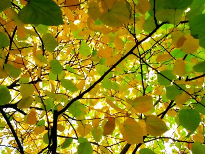 IMG_20121007_194458.jpg