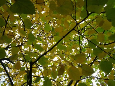 IMG_20121006_135523.jpg
