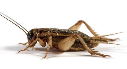 pest-control-crickets.jpg