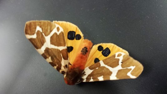 My_Moth_Ref.jpg