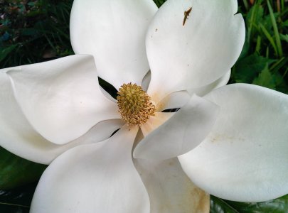 magnolia.jpg